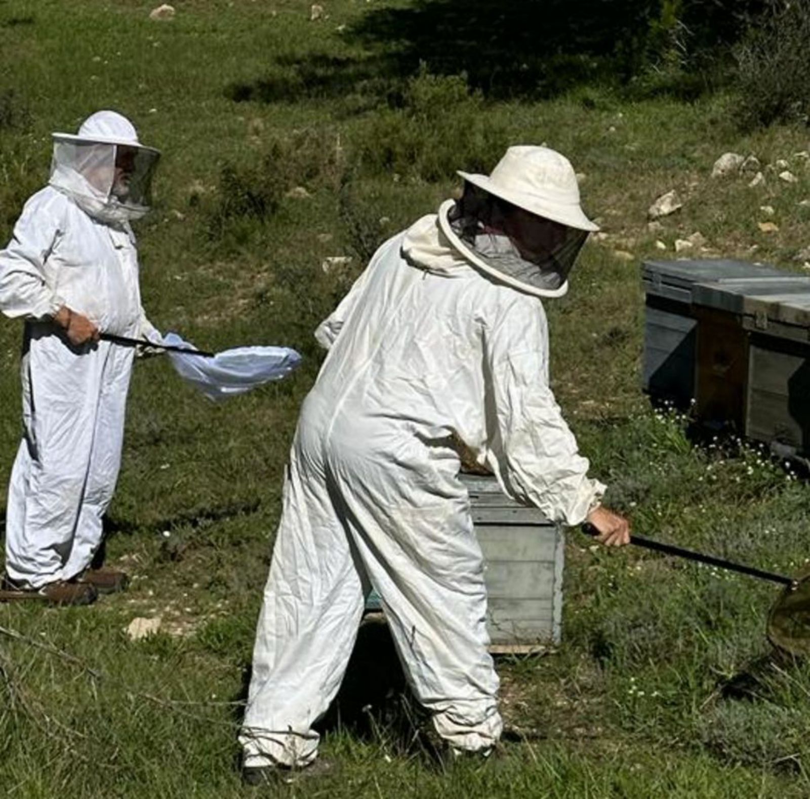 Avispa velutina y asesina en Valencia, Alicante y Castellón: detectan el  primer ejemplar, Detectan el primer ejemplar de avispa asiática en la  Comunitat Valenciana