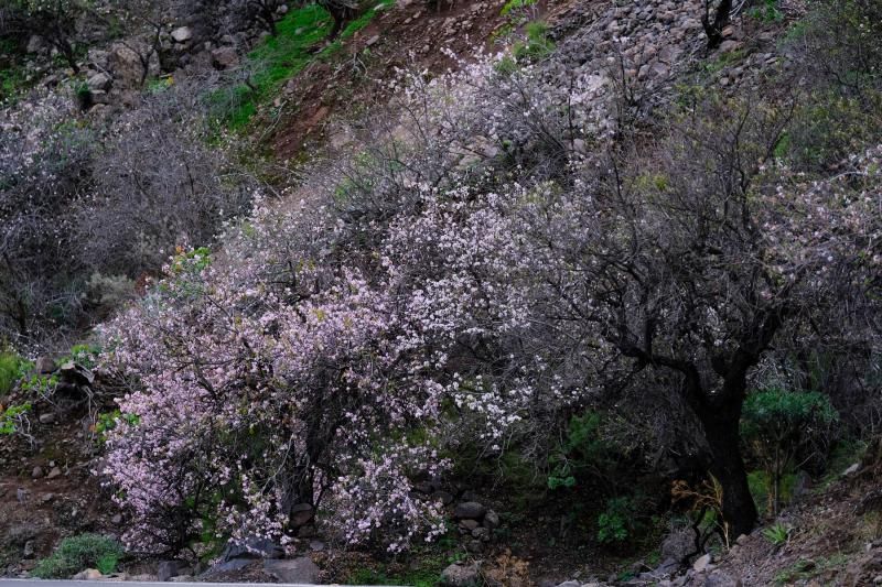 Almendros en flor en Guayadeque