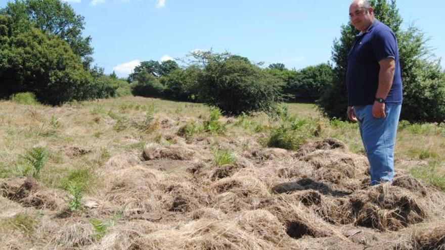 Un vecino de Celles muestra los daños causados por los jabalíes en una de sus fincas.