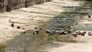 El vandalismo se ceba con el arroyo de Calamonte una semana después de su limpieza