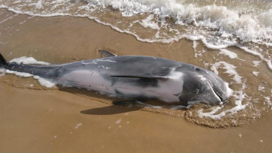 Hallan muerta una cría de ballena en la Playa del Rebollo