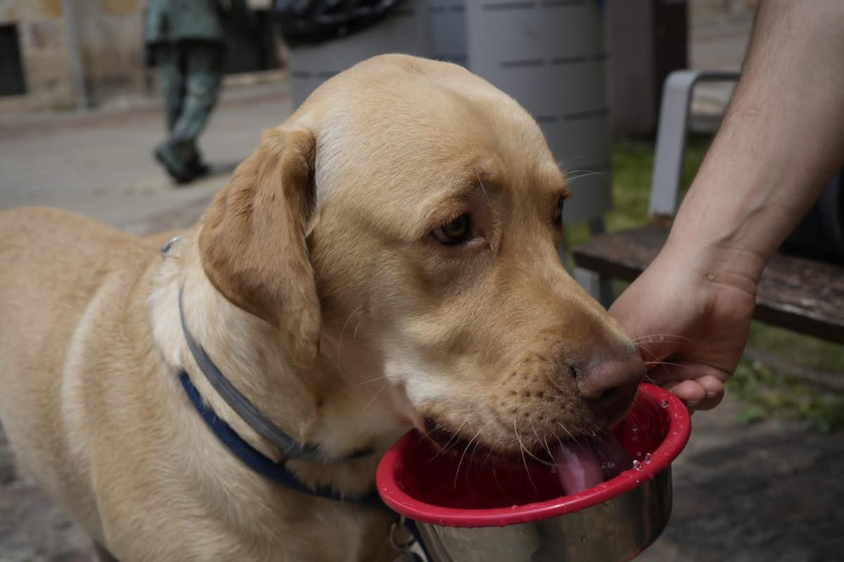 Un perro bebe agua para hidratarse