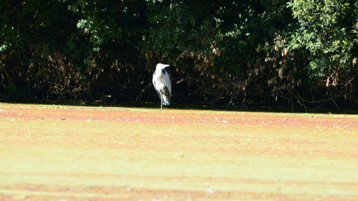 Aves en la laguna de A Congorza, en el entorno de O Salgueirón, ayer por la tarde.