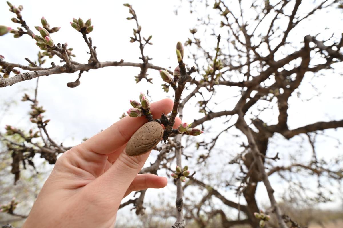 Una almendra de la temporada anterior y capullos a punto de estallar