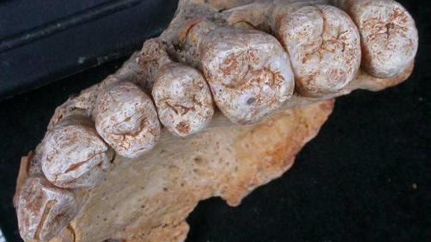 El fragment de maxil·lar trobat a Israel.