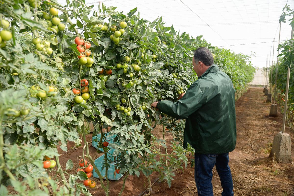 Una finca de tomates en Canarias.