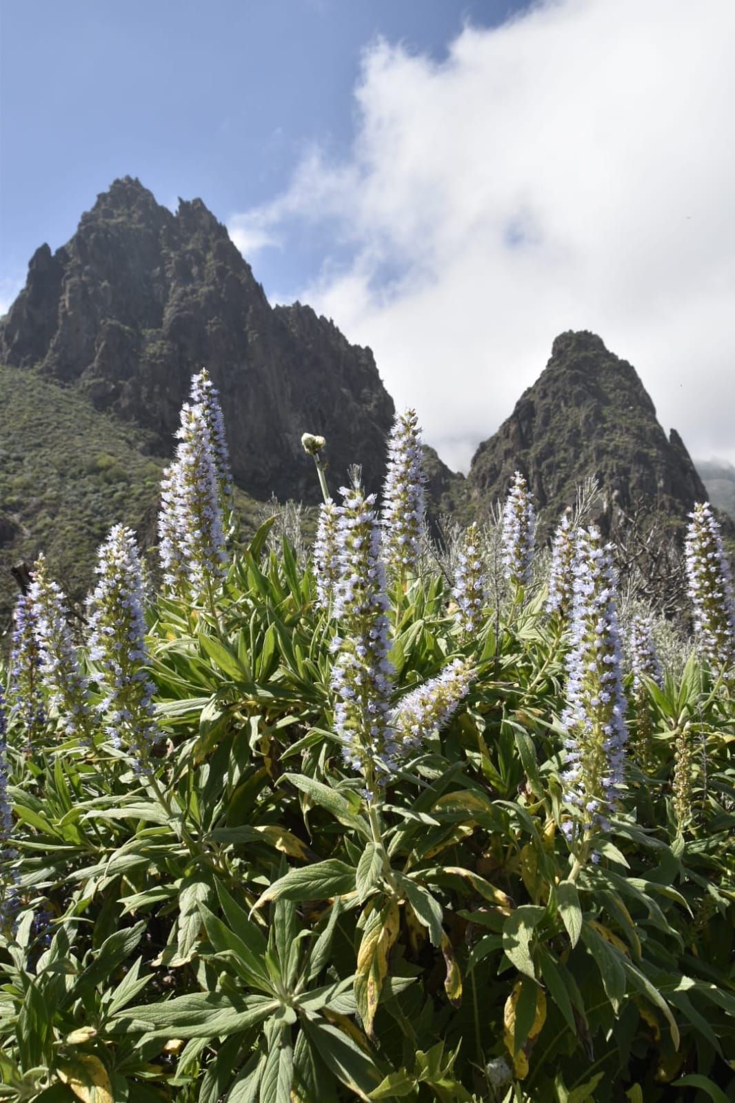 La primavera en Gran Canaria