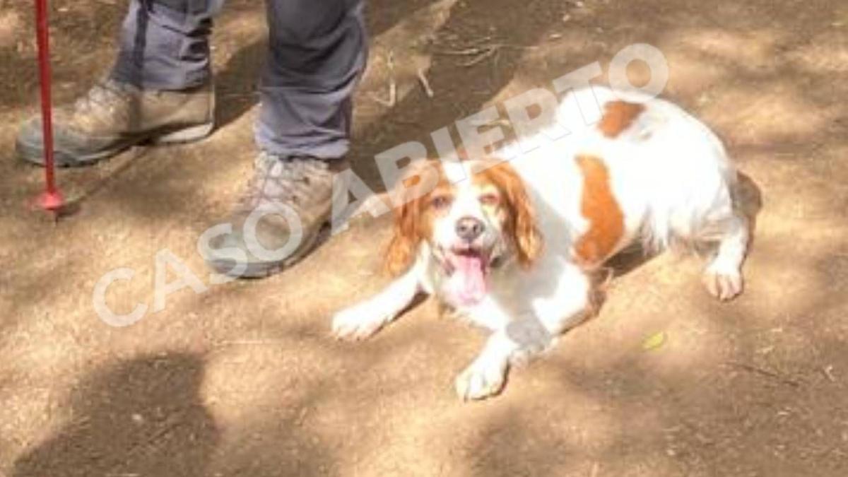 Tais, junto a su guía, claves en la búsqueda de Nacho en Tenerife.