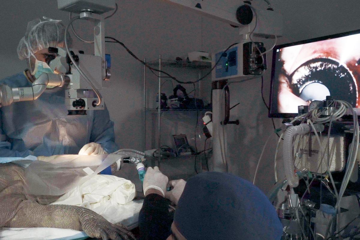 Un momento de la operación al dragón de Komodo de Bioparc.