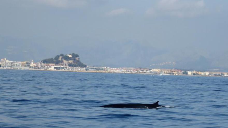 Un rorcual pasa ante
el puerto y el castillo
de Dénia.  levante-emv