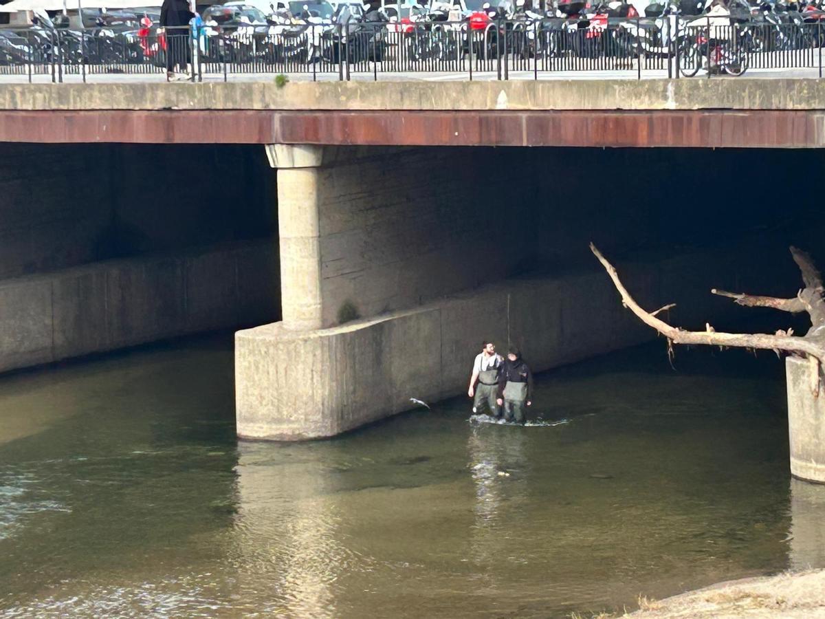Tècnics de l’associació La Sorellona treballant dins del riu Onyar en una actuació de control del coipú.