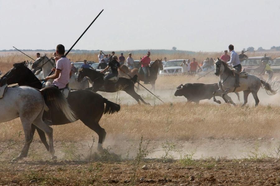 Fiestas en Zamora: Encierro en Villalpando