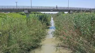 La caña invasora ocupa el cauce del río Segura pese al riesgo de DANA
