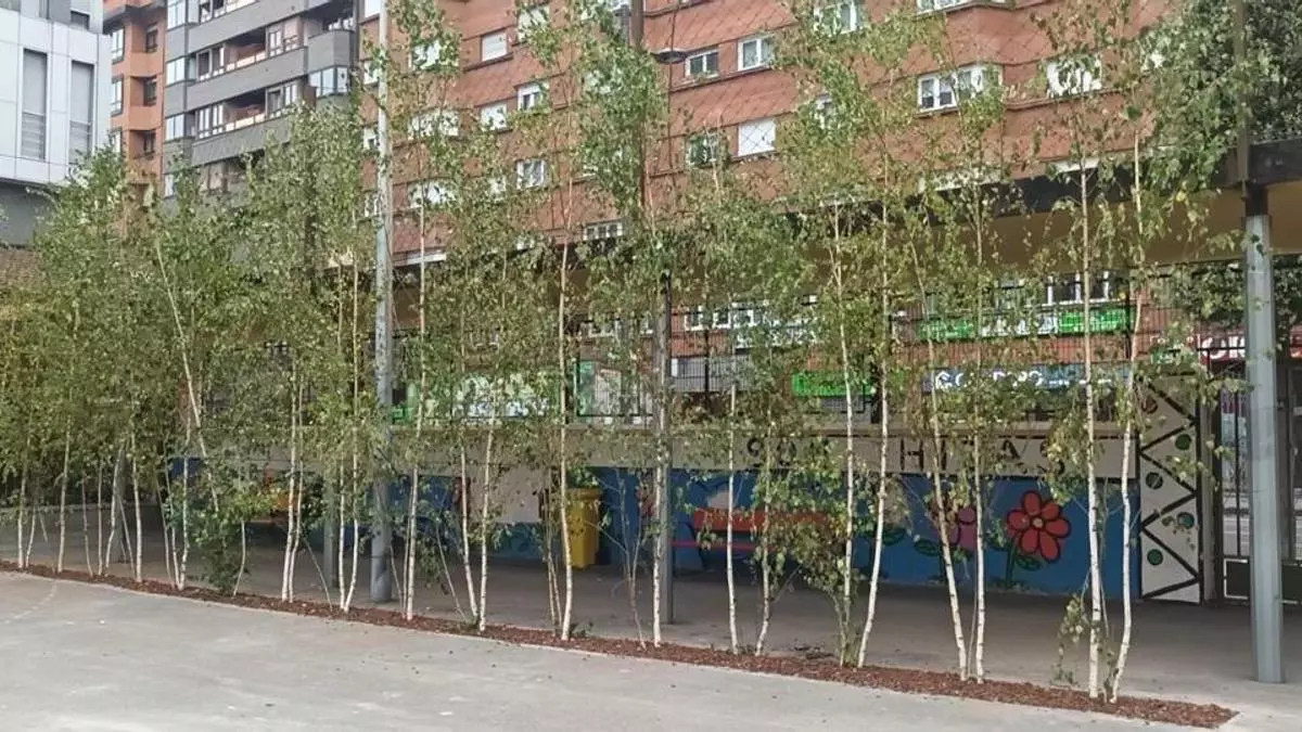 Los colegios estrenan refugios climáticos: barrera de 18 abedules para una de las unidades más céntricas de Oviedo