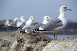 Las gaviotas dispersan semillas de plantas invasoras en las ciudades