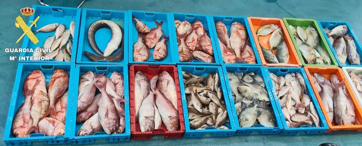 Pescados capturados de forma ilegal en La Graciosa.