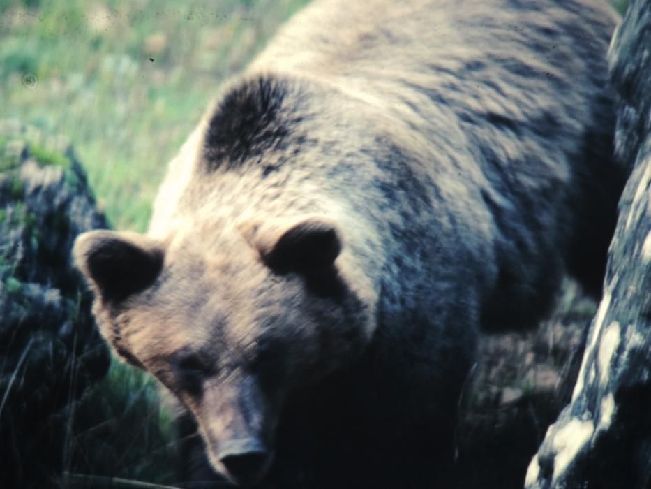 Oso pardo (Ursus arctos)