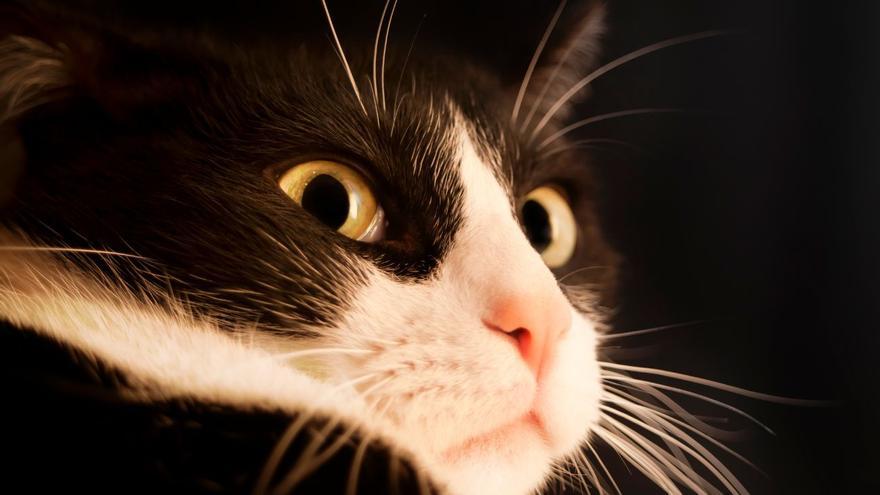 ¿Hablar con los gatos es posible? El viral de TikTok que tiene a todos maullando
