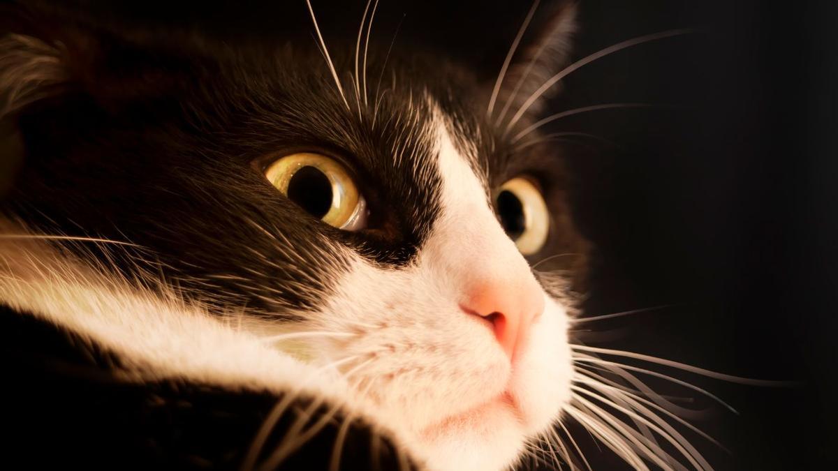 ¿Hablar con los gatos es posible? El viral de TikTok que tiene a todos maullando
