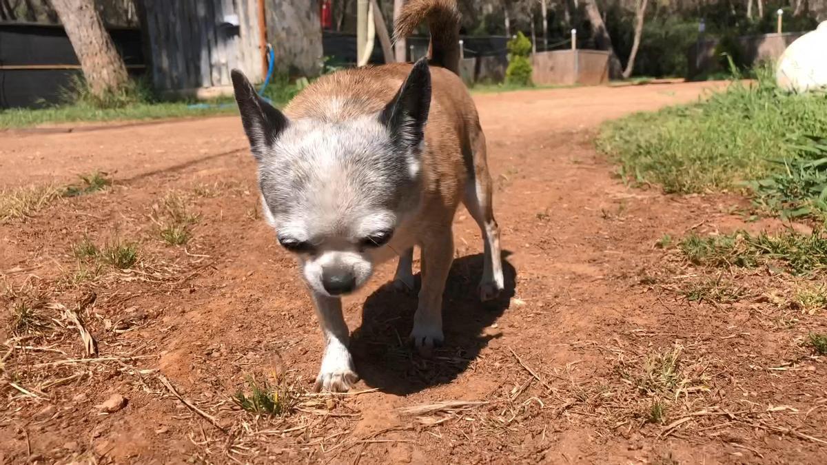 Uno de los perros de Can Dog