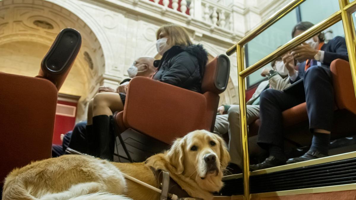 Un perro de asistencia en el Parlamento de Andalucía.