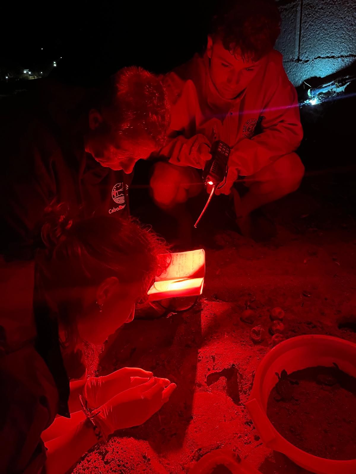 El milagro de la vida en una playa de Dénia: las imágenes del nacimiento de 98 tortugas