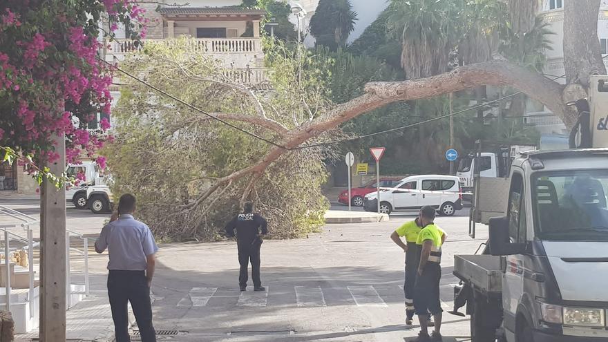 El viento derriba una gran rama de un pino en Peguera