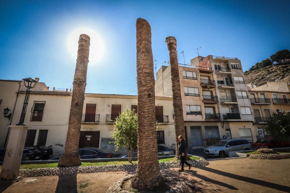 El área de Infraestructuras del Ayuntamiento de Orihuela retira desde hoy 23 troncos y tocones de las palmeras de la plaza de Santa Lucía. Un auténtico "monumento al picudo" en los últimos meses. Toda