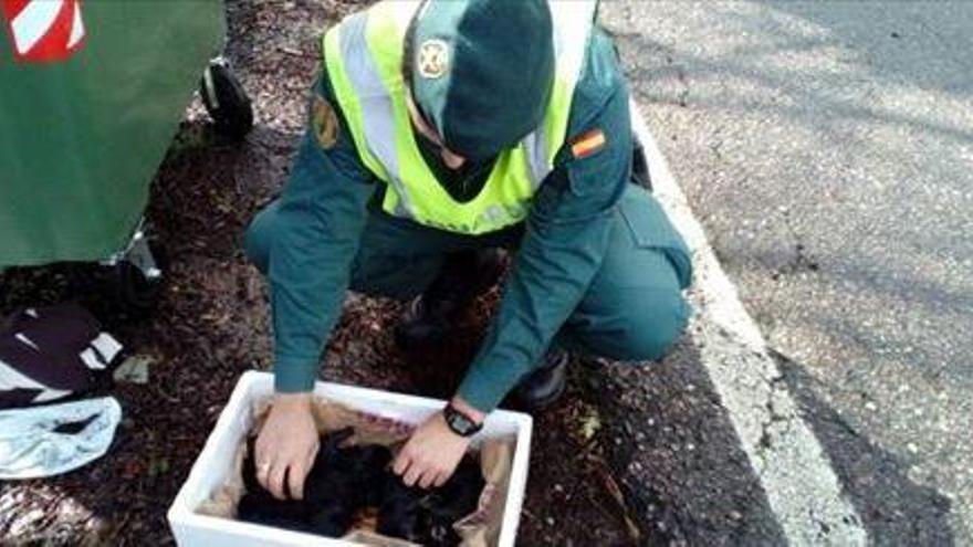 El Seprona rescata a cinco cachorros arrojados a la basura