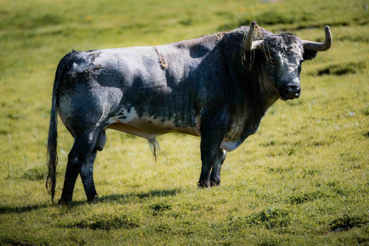 Los toros de La Quinta reseñados para su regreso a la Feria de Fallas