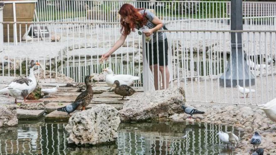 Más espacio para los patos