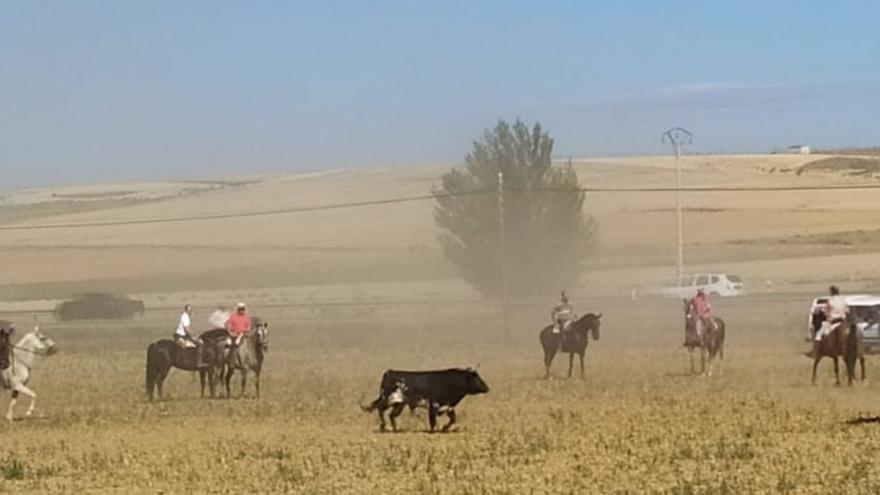 Encierro campero en Castrogonzalo.