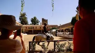 El concurso de Doma Clásica abre una nueva edición de Cabalcor en las Caballerizas Reales de Córdoba