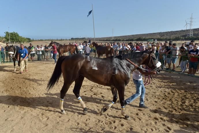 27-07-2019 SANTA LUCIA DE TIRAJANA. Primeras carreras de caballos en el hipodromo de Santa Lucía, tras cuatro años cerrado  | 27/07/2019 | Fotógrafo: Andrés Cruz