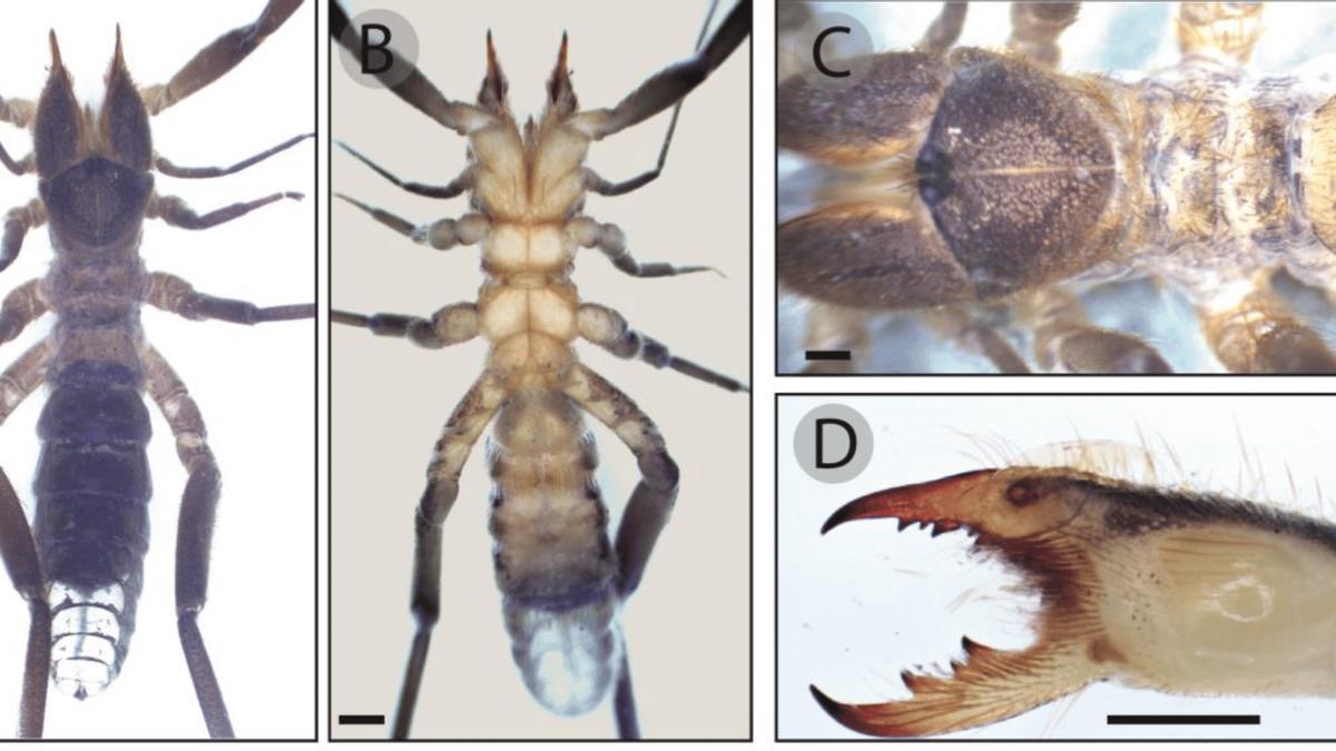 Imagen del macho de la araña camello