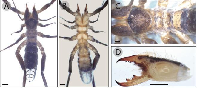 Imagen del macho de la araña camello