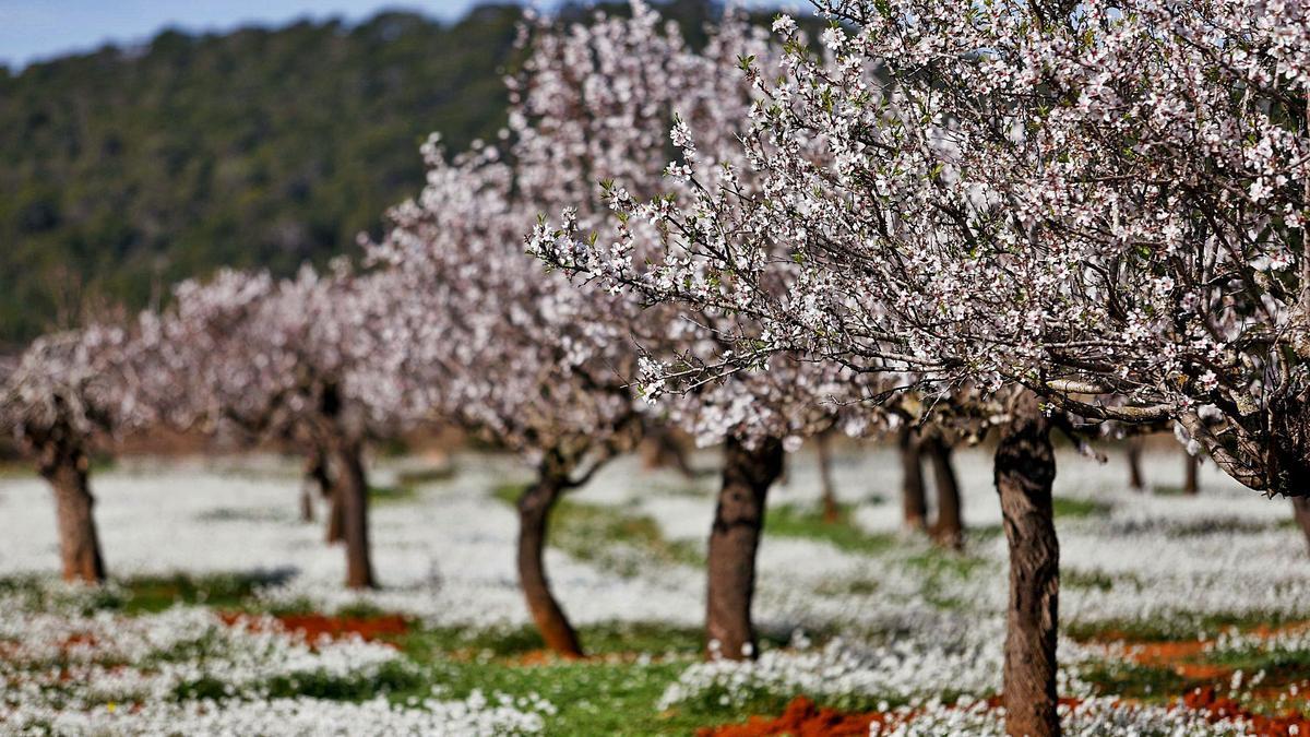 Almendros en Santa Agnès.