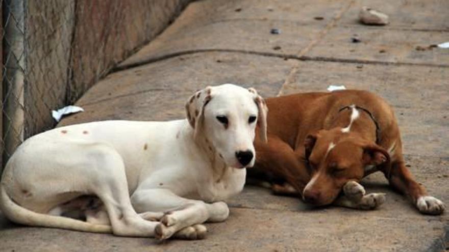 Animales en el albergue de Villena.