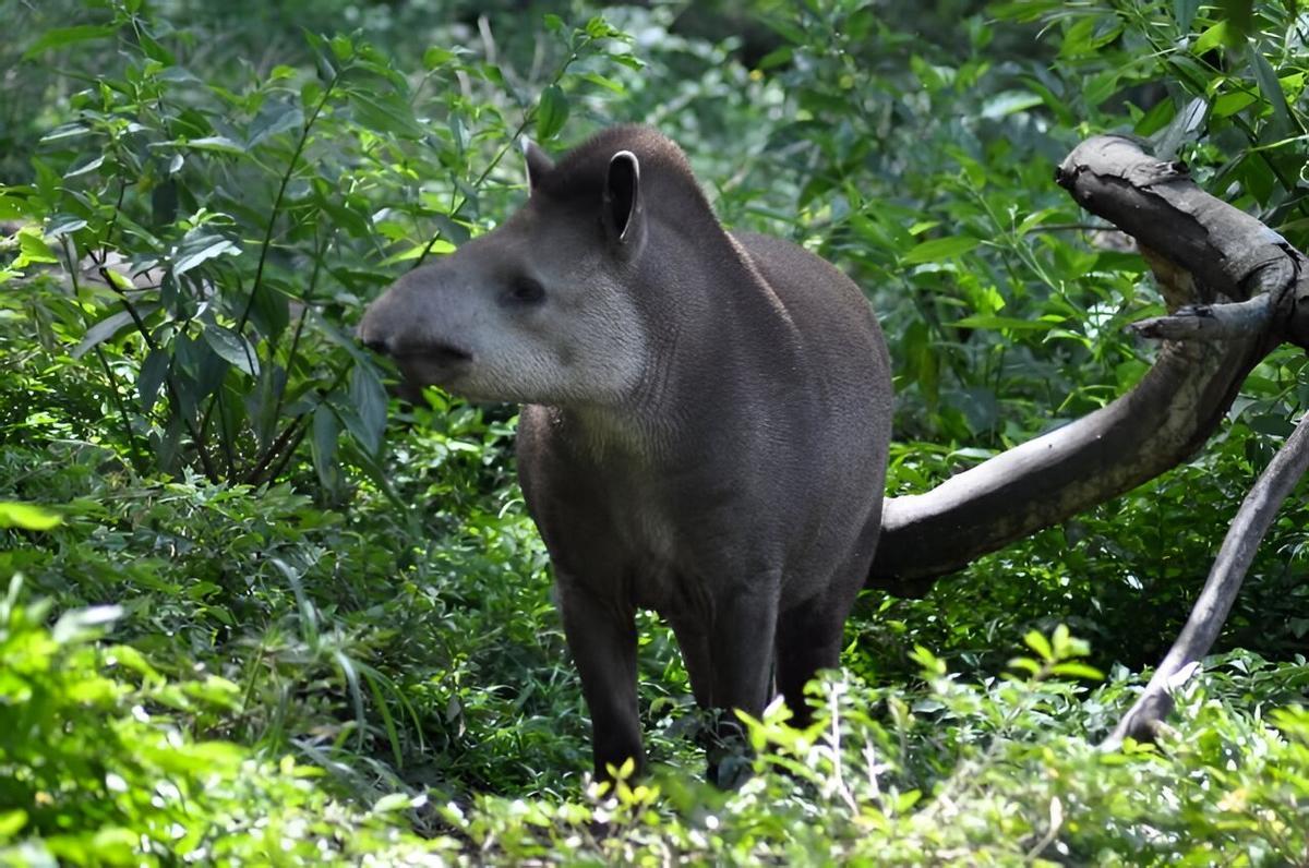 El Tapir es el herbívoro más grande que habita en los bosques tropicales.