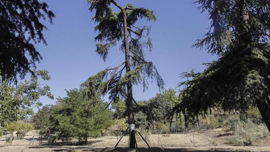 CáceresVerde anima a los artistas y artesanos a hacer un homenaje al cedro muerto