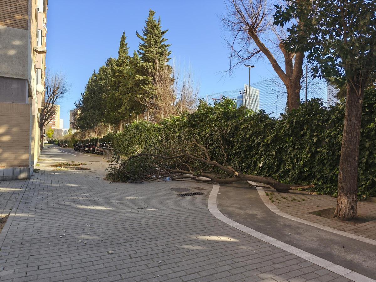 Rama caída por el temporal Nils en el barrio de Bellvitge de lHospitalet