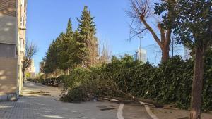 Rama caída por el temporal Nils en el barrio de Bellvitge de lHospitalet