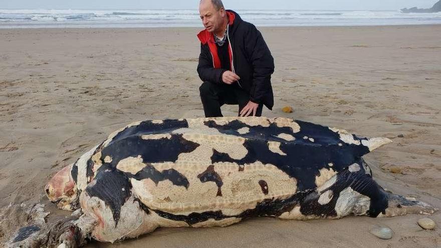 Francisco Muñiz, con el cadáver de la tortuga laúd en la playa de Xagó.