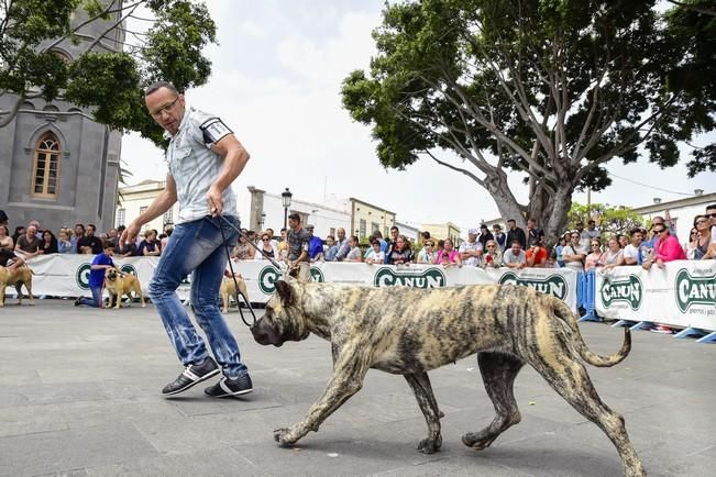 Celebración del I Certamen Nacional de perro ...