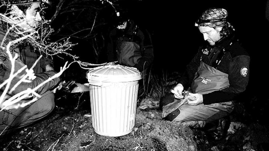 investigadores y forestales realizan trabajos en un río de Sanabria.