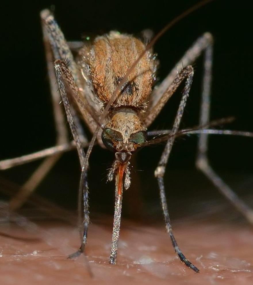 ¿Qué alimento espanta a los mosquitos de tu casa y te permite dormir con la ventana abierta?