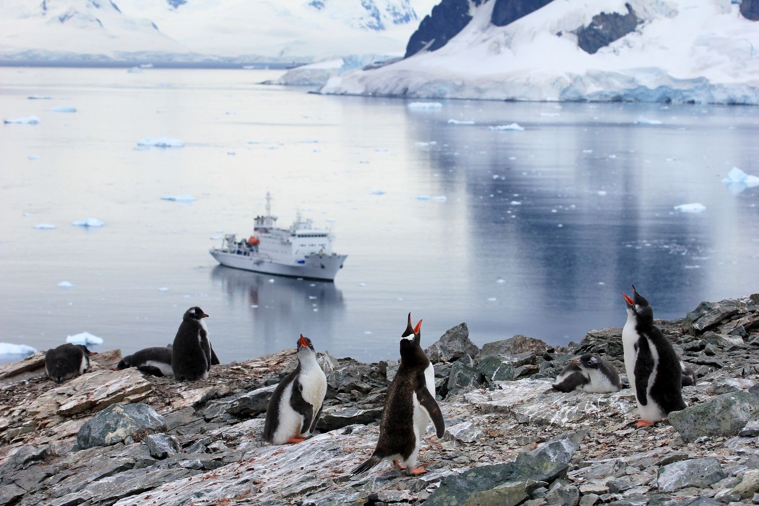Pingüinos gentoo o papúa ante un crucero antártico.