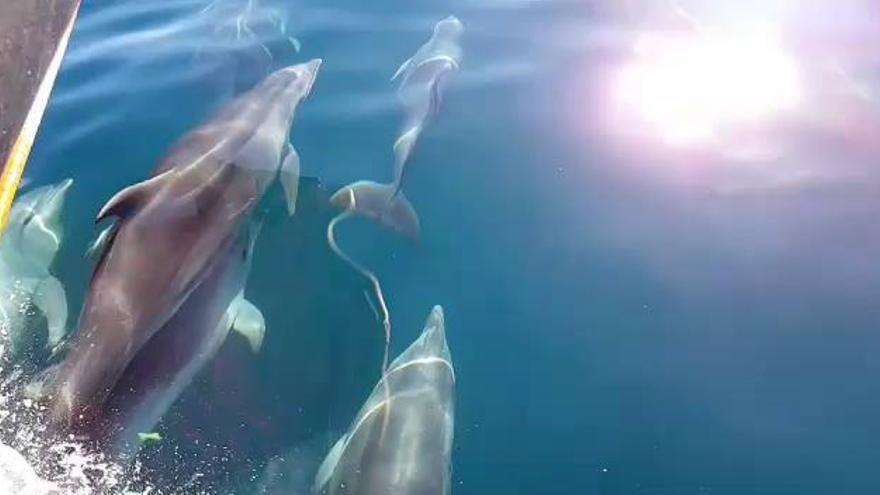 Espectacular avistamiento de delfines en la bahía de Alicante