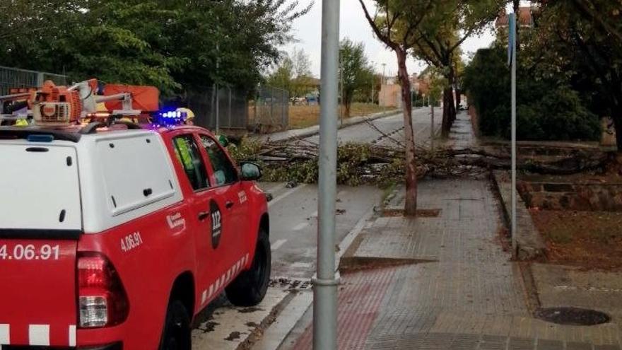 Un arbre caigut per la tempesta a Sant Cugat del Vallès, el 18 de setembre del 2021