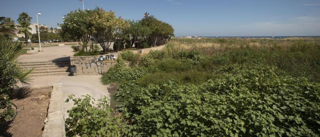 La vegetación cubre el llamado «canal de la Lonja». | TORTAJADA